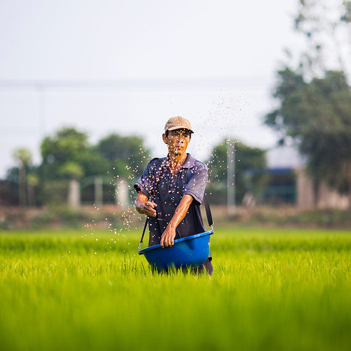 Farmer hand seeding a field